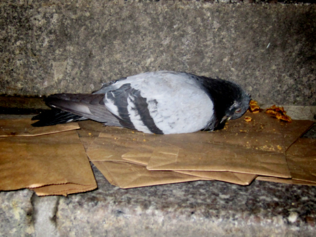 Dead Pigeon